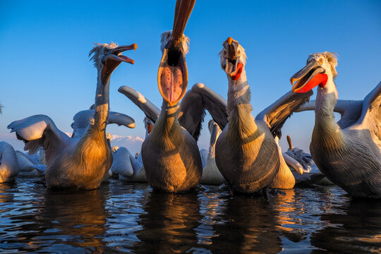 Group of Dalmatian pelicans interacting in shallow water at sunset