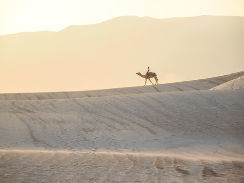 Camel with rider crossing bright desert dunes in soft golden light and warm atmosphere