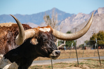 Close up of the very long horns on a longhorn steer.