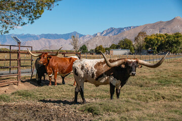Longhorn cattle with very long horns on a ranch.
