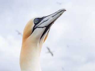 Close-up of a northern gannet with piercing blue eye and sharp beak, detailed facial features
