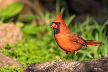 A male cardinal perched in the forest