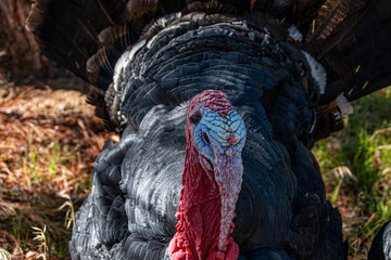 Close up view of a big fat turkey.