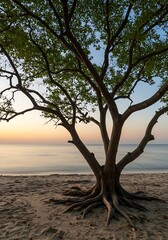 Tree on the Beach at Sunset - A Serene Coastal Scene.
