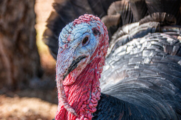 Close up portrait of an ugly turkey head.