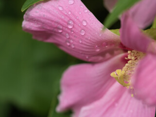 Fototapeta premium 9月に美しく咲いたピンク色のフヨウの花