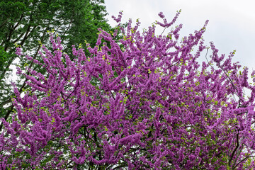 Bl&uuml;hender Gew&ouml;hnlicher Judasbaum (Cercis siliquastrum)