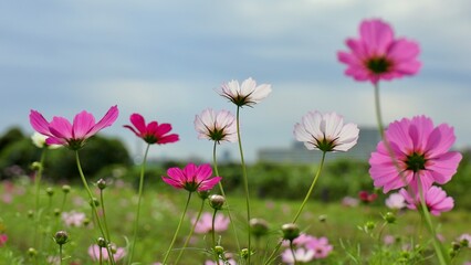光が通り抜けるコスモスの花びら