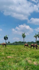 Several horses peacefully graze in a vast green pasture under a brilliant blue sky, adorned with soft clouds and distant palm trees, creating a serene natural landscape