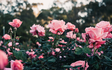 pink flowers in the garden