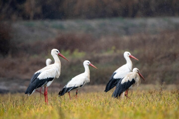 Cigüeñas blancas en un campo durante un día nublado