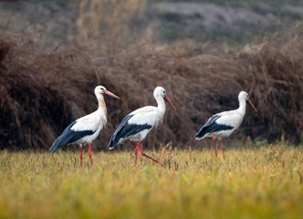 Cigüeñas blancas en un campo durante un día nublado