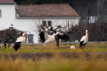 Cigüeñas blancas en el campo frente a una casa rural
