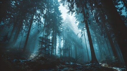 Obraz premium Tall evergreen trees stand densely packed within a mysterious, misty woodland setting
