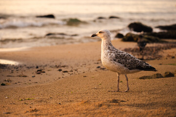Seagull standing on the sandy beach near the water at sunrise, with soft waves and golden light reflecting on the shore.