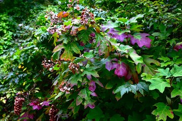 Oakleaf hydrangea (Hydrangea quercifolia) after flowering. Hydrangeaceae deciduous shrub. The fruit is a dark brown capsule, and the leaves turn red in autumn.