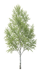 A beautiful birch tree with delicate green leaves and a slender white trunk.