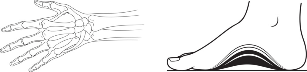 Anatomical Vector of Hand Skeleton and Foot with Arch Support
