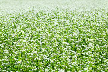 一面に咲くそばの花