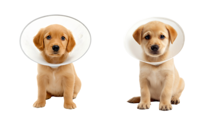 Two adorable golden retriever puppies in Cones of Shame: Pet Recovery and Veterinary Care isolated on a transparent background