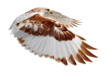 Majestic Hawk in Dynamic Flight isolated on a transparent background