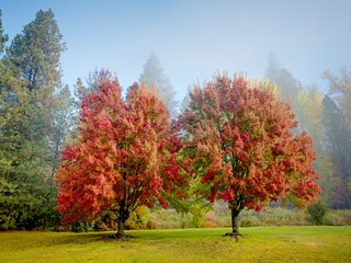  Two reddish color trees in autumn.