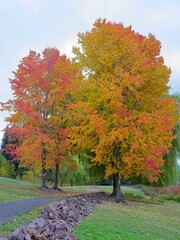  Colorful park on an autumn morning.