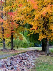   Pathway leads under colorful trees.