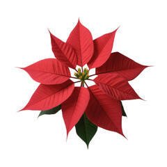 Vibrant Red Poinsettia Flower with Green Center on Transparent Background