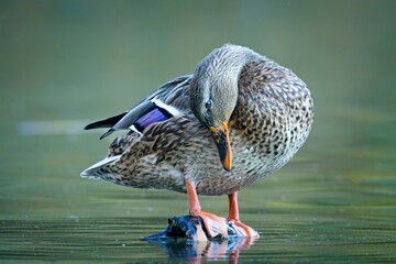  Female mallard grooms itself.