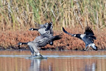  Canadian geese landing in water.