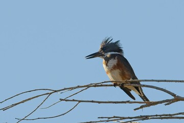  Belted kingfisher on a branch.