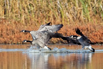  Canadian geese splashing down in water.