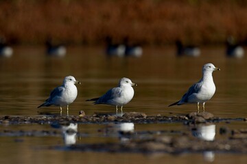 Three seagulls in morning light.