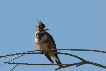 Small kingfisher perched on a branch.