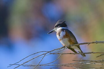  Alert kingfisher on a branch.