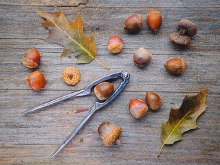  Still life flatlay of acorns and utensil.