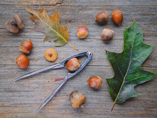  Autumn flatlay of acorns and nutcracker.