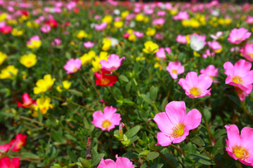 ポーチュラカ　花壇