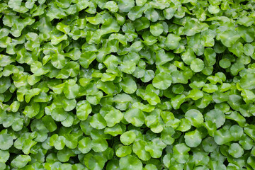 Gotu Kola,Natural background of round green leaves.