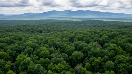 Fototapeta premium Aerial view of a lush green forest and mountains under a cloudy sky