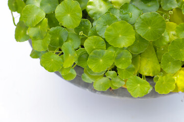 Green leaves of centella asiatica plant