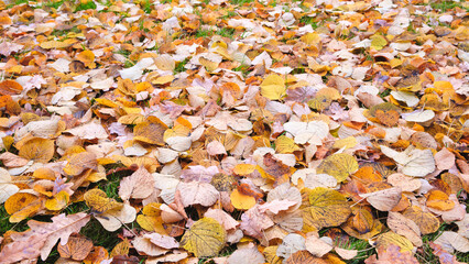 Solid background of autumn leaves lying on the ground, autumn season concept background