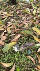 Fallen Brown and Green Leaves Covering Grass and Soil in Natural Outdoor Setting