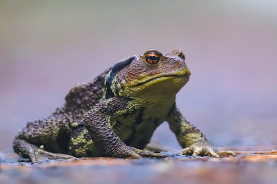ガマガエル」の写真素材 | 4,373件の無料イラスト画像 | Adobe Stock