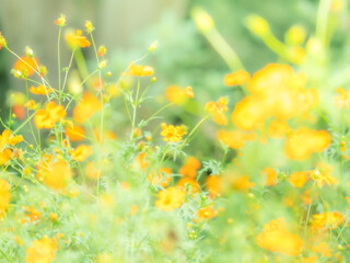 初秋の美しいオレンジ色のコスモス。秋の公園や花壇を彩るキバナコスモスのある風景。自然風景素材。明るい日差しでぼんやりボケたアウトフォーカスの景色。心象風景。