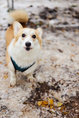 In a snowy landscape, a playful corgi stands proudly, showcasing its fluffy coat and delightful personality