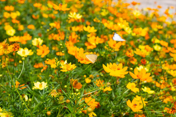 Bright yellow and orange sulfur cosmos flowers in full bloom, with butterflies resting on the petals.