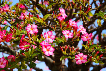Adenium obesum, Pink desert rose flowers blooming under clear blue sky.