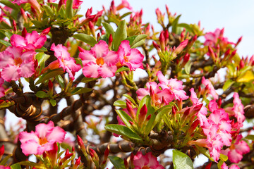 Adenium obesum, Pink desert rose flowers in full bloom.